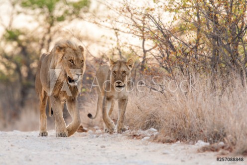 Picture of Lions mating couple in Etosha National Park in Namibia